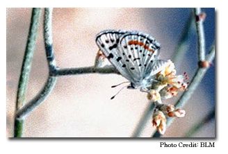 The Sand Mountain blue butterfly, Euphilotes pallescens arenamontana, resting on Kearney buckwheat